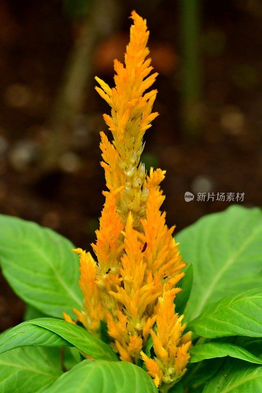 Celosia argentea / Celosia argentea '和服系列'